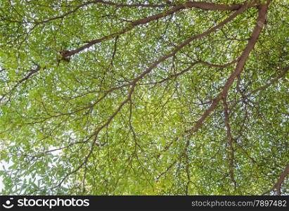 Green leaves background of Alstonia scholaris tree