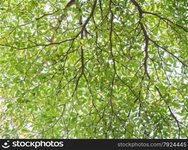 Green leaves background of Alstonia scholaris tree