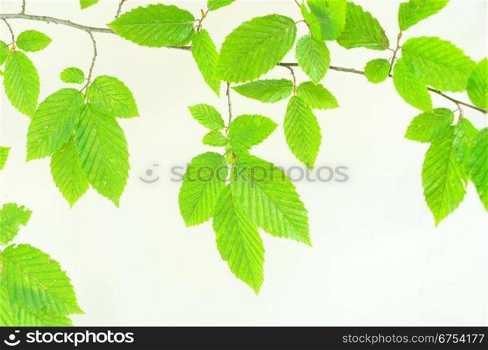 green leaves background on white background