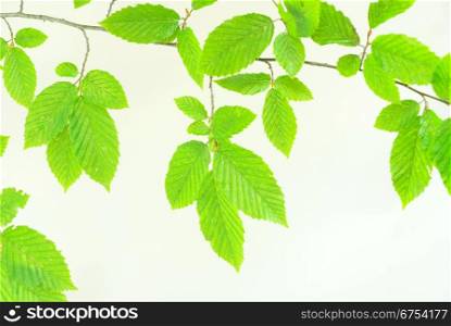 green leaves background on white background