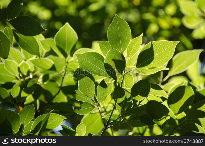 Green leaves background. Perfect green leaves with white edges in backlight, background texture