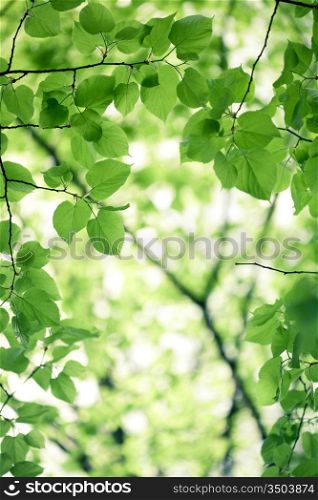 Green leaves background. Spring concept