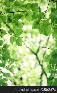 Green leaves background. Spring concept