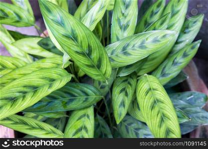 Green leaves background texture