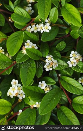 Green leaves background with small white flowers. Natural texture of plant close up.