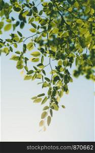 Green leaves backlighted by the sunlight. Spring fresh foliage. Spring background