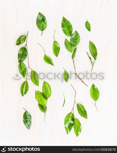 Green leaves branch flat lay on white wooden background, top view