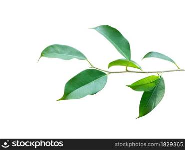 Green leaves branch isolated on white background with clipping path.