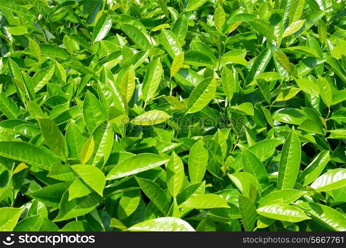 Green leaves can be used for background