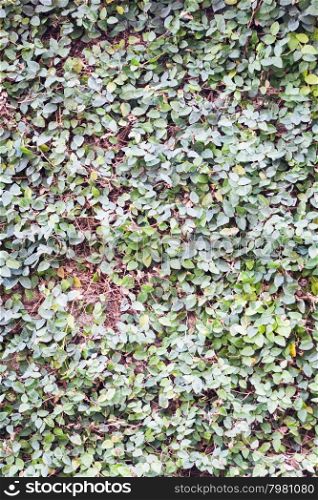 Green leaves climbing on the wall, stock photo