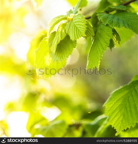 Green leaves close up background for design