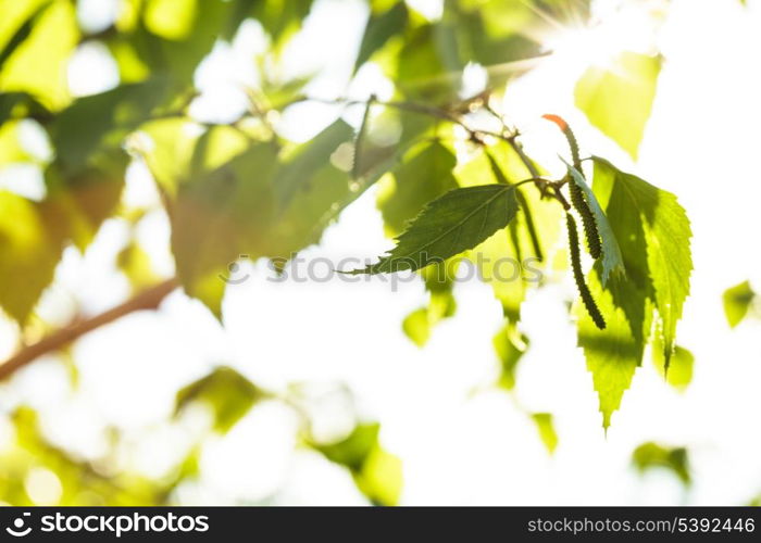 Green leaves close up background for design