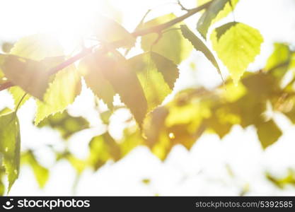 Green leaves close up background for design