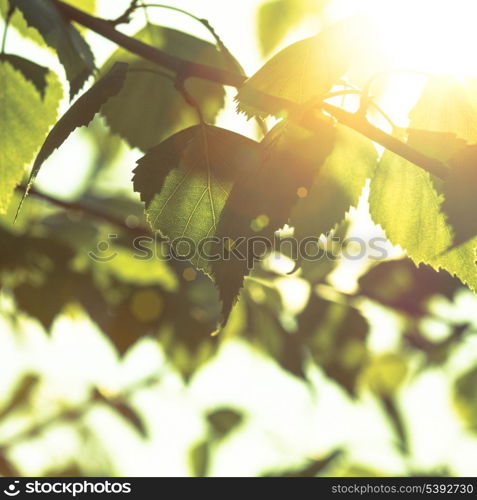 Green leaves close up background for design