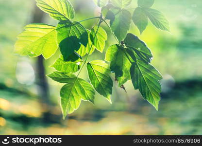 Green leaves close up in garden