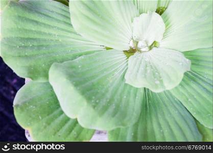 Green leaves close-up natural background, stock photo