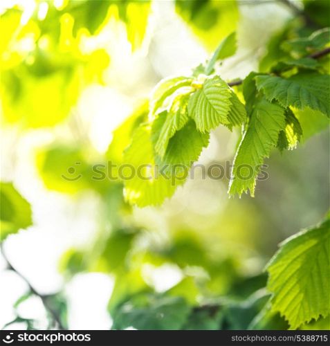 Green leaves closeup background for design