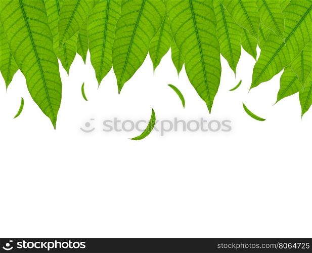 Green leaves falling down isolated on white