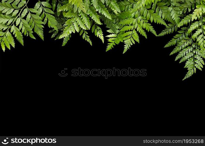 green leaves for frame on black background, nature border