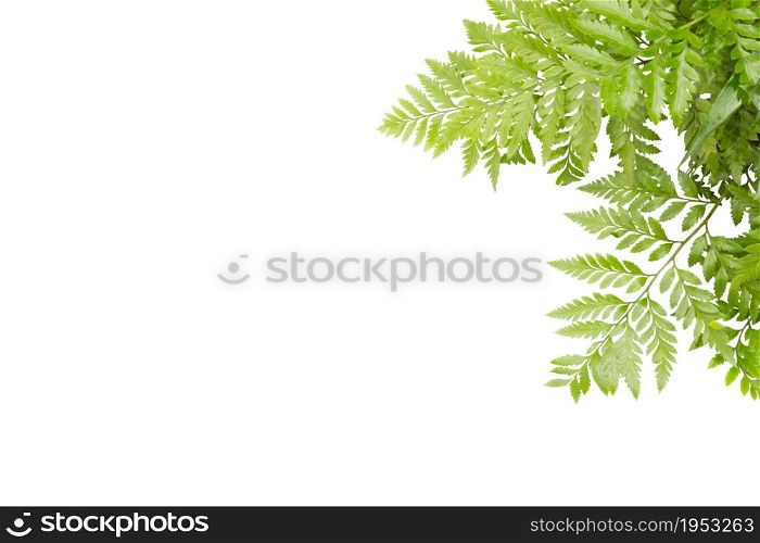 Green Leaves For Frame On White Background, Nature Border