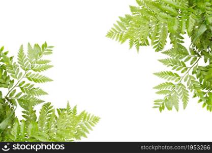 Green Leaves For Frame On White Background, Nature Border