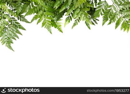 green leaves for frame on white background, nature border