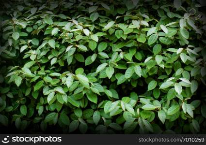 Green leaves for your background