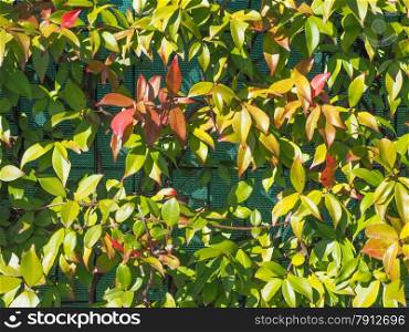 Green leaves. Green leaves wall useful a background