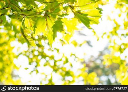 Green leaves green maple tree and sun light