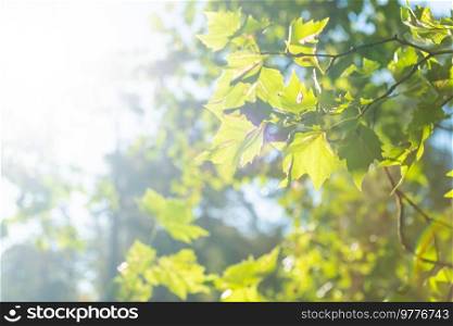 Green leaves green maple tree and sun light