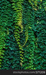 Green leaves hanging from a wall in the view