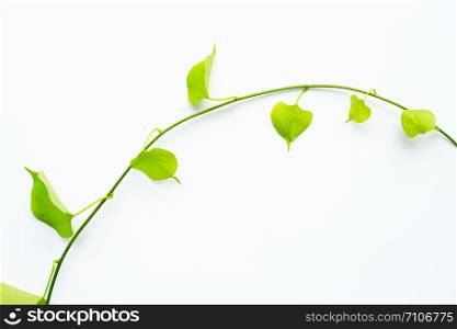 Green leaves heart shaped on white background.