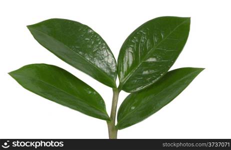 Green leaves home plant isolated on white background