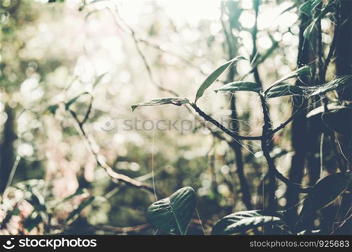 Green leaves in forest