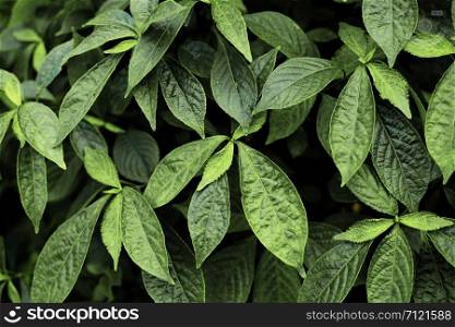 Green leaves in forest with texture background.