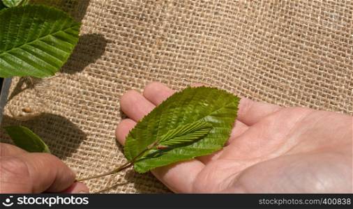 Green leaves in hand over a linen canvas