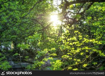 Green leaves in sun rays. Spring time sunset. Nature background