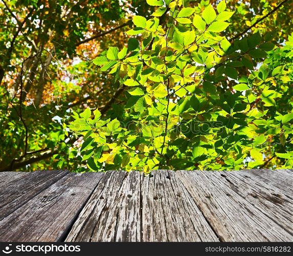 Green leaves in sunny day