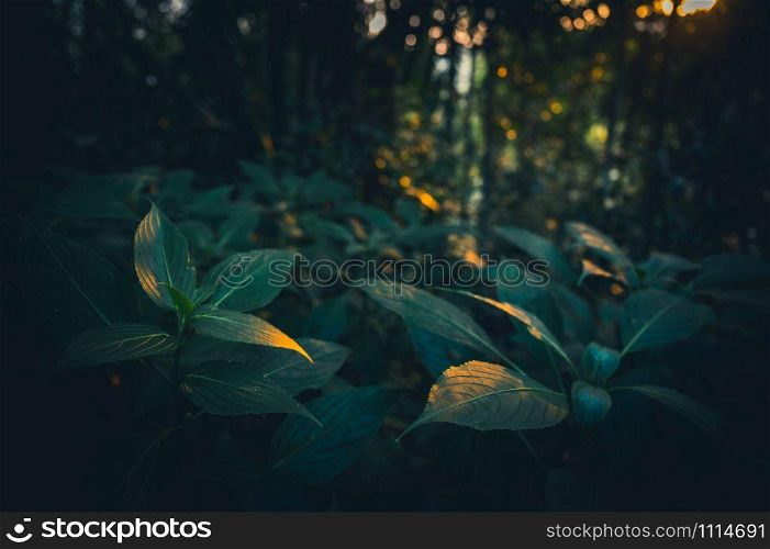 Green leaves in the forest at sunset, Nature concept