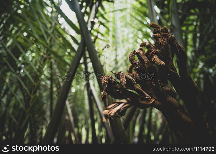Green leaves in the forest at sunset, Nature concept