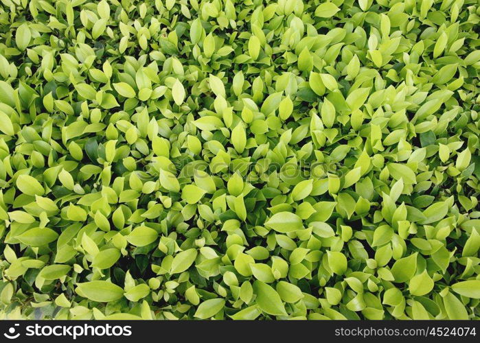 Green leaves in the garden for natural background.