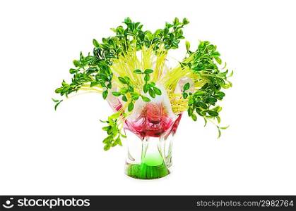Green leaves in vase isolated on white