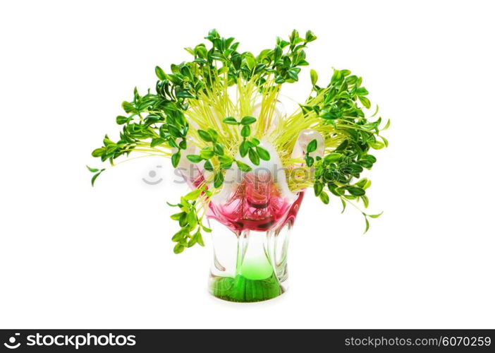 Green leaves in vase isolated on white