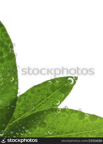 Green leaves in water isolated on white background