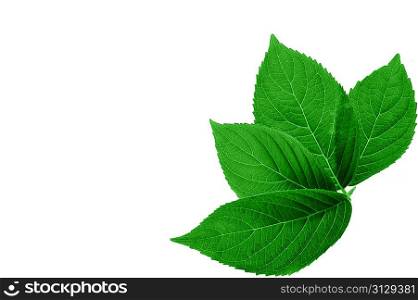 Green leaves. isolated