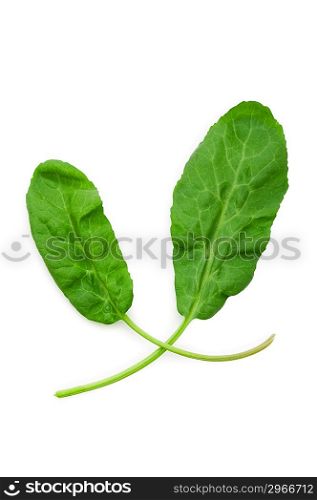 Green leaves isolated on the white background