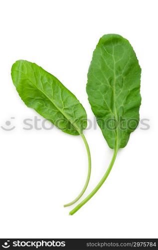 Green leaves isolated on the white background