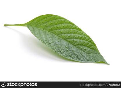 Green leaves isolated on white background, nature concept