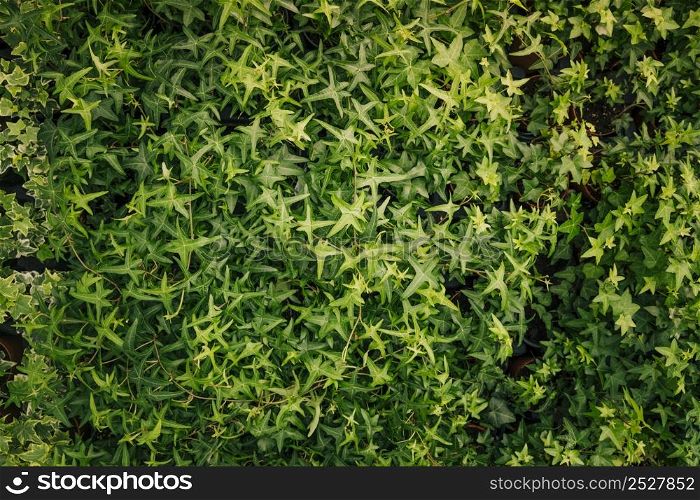 green leaves ivy covering wall