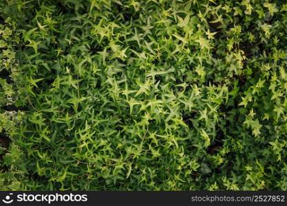 green leaves ivy covering wall